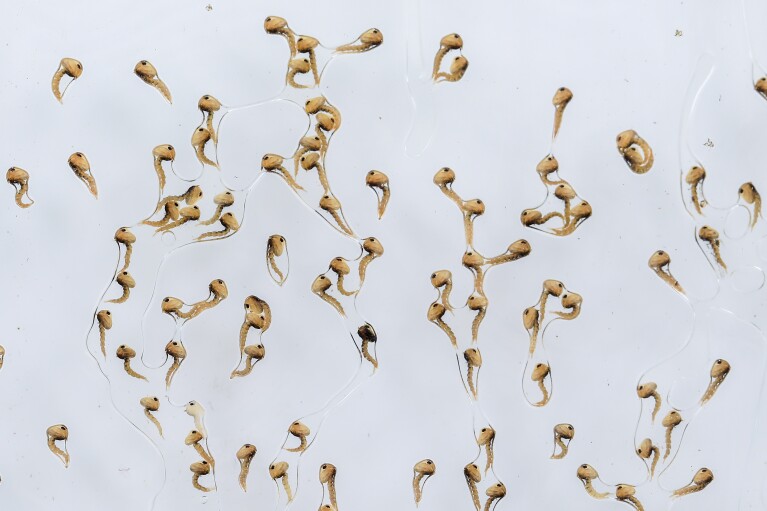 Mosquito pupae are separated by sex inside a World Mosquito Program factory, in Medellin, Colombia, Thursday, Aug. 10, 2023. (AP Photo/Jaime Saldarriaga)