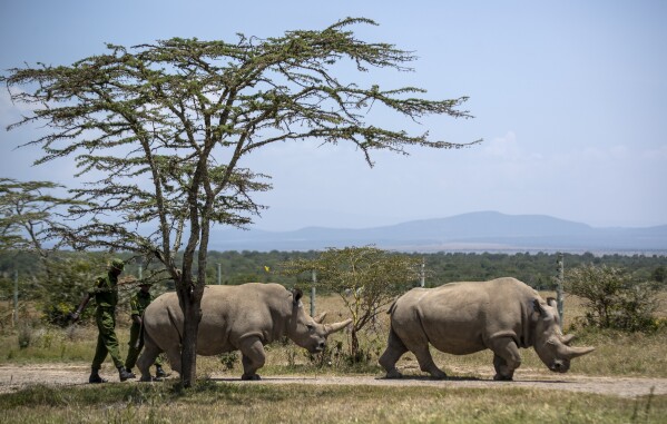 Female northern white rhinos Fatu, 19, left, and Najin, 30, right, the last two northern white rhinos on the planet, graze in their enclosure at Ol Pejeta Conservancy in Kenya on Aug. 23, 2019.  (AP Photo/Ben Curtis)