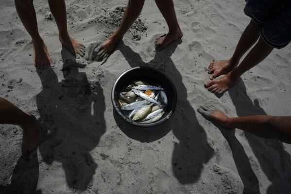 Residents look at the day's catch after using the beach seine method of fishing at the coastal town of Tanauan, Leyte, Philippines on Thursday, Oct. 27, 2022. The problem of overfishing is especially detrimental to the country’s poorest people, many of whom earn their livings by fishing, says Ruperto Aleroza, an anti-poverty activist who has spent decades harvesting small fish like sardines and round scad from the waters around the archipelago. “We fisherfolk are the second to the poorest in our country” behind only farmers, Aleroza said. (AP Photo/Aaron Favila)