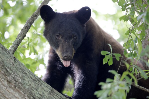 FILE - A Louisiana black bear, sub-species of the black bear that was protected under the Endangered Species Act, is seen in a water oak tree, May 17, 2015, in Marksville, La. A move is underway that wildlife advocates hope will persuade the state to end plans to overturn a nearly 40-year-old hunting ban on Louisiana black bears. The petition had just over 7,500 signatures as of Wednesday, Jan. 17, 2024. (AP Photo/Gerald Herbert, File)