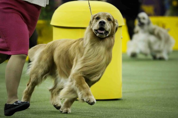 FILE - This Tuesday, Feb. 11, 2020, file photo, shows Daniel, a golden retriever, during the sporting group competition at the 144th Westminster Kennel Club dog show in New York. The golden retriever is among the top ten popular breeds for 2020. (AP Photo/John Minchillo, File)