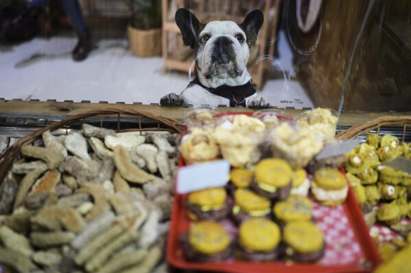 Thay stands on his hind legs at the cookie counter in Chumbis, an artisanal bakery for animals, in Buenos Aires, Argentina, Friday, April 4, 2025. (AP Photo/Natacha Pisarenko)