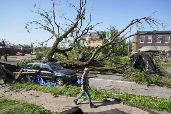 A person walks past a large tree blocking a road after a severe storm moved through Friday, May 16, 2025, in St. Louis. (AP Photo/Jeff Roberson)