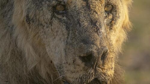 FILE - The male lion named "Loonkiito", one of Kenya's oldest wild lions who was killed by herders in May 2023, is seen in Amboseli National Park, in southern Kenya on Feb. 20, 2023. Recent lion killings highlight the growing human-wildlife conflict in parts of east Africa that conservationists say has been exacerbated by a yearslong drought. (Philip J. Briggs/Lion Guardians via AP, File)