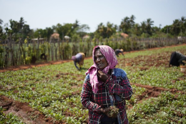 An ethnic Tamil woman works in a field on a piece of land, which was recently vacated by government forces, in Jaffna, Sri Lanka, May 5, 2024. Sri Lanka's Tamil people still live in the shadow of defeat in the civil war that tore the country apart until it ended 15 years ago. (AP Photo/Eranga Jayawardena)