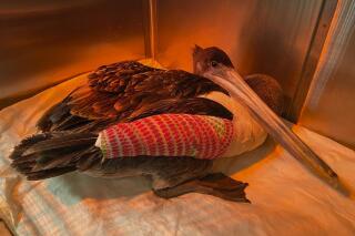 In this May 19, 2021 photo provided by the Wetlands & Wildlife Care Center is a brown pelican after surgery who later died, that is one of more than 30 brown pelicans that have been viciously attacked and mutilated along a coastal stretch of Southern California. At least 22 of the rescued pelicans had their wings broken so severely that bones came through the skin, according to the nonprofit Wetlands and Wildlife Care Center. Officials are asking anyone with information on the attacks to contact authorities. (Dr. Elizabeth Wood/Wetlands & Wildlife Care Center via AP)