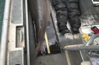 This April 22, 2021 photo provided by U.S. Fish and Wildlife Service shows a 240-pound (108.8 kilograms) sturgeon that could be more than 100 years old was caught last week in the Detroit River by the U.S. Fish and Wildlife Service with a USFWS staffer laying next to it. The 240-pound, nearly 7 foot long fish, assumed to be a female was quickly released back into the river" after being weighed and measured into the river. (U.S. Fish and Wildlife Service via AP)
