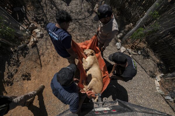 A lioness is carried to a transport cage at the animal refuge Ostok Sanctuary, on the outskirts of Culiacan, Mexico, Monday, May 19, 2025. (AP Photo/Felix Marquez)