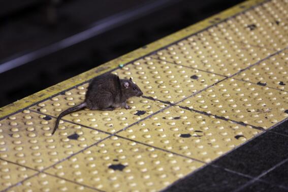 FILE - A rat crosses a Times Square subway platform in New York on Jan. 27, 2015. New York City Mayor Eric Adams' administration posted a job listing this week seeking someone to lead the city's long-running battle against rats. The official job title is “director of rodent mitigation,” though it was promptly dubbed the rat czar. Salary range is $120,000 to $170,000. (AP Photo/Richard Drew, File)