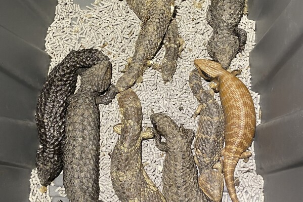 In this undated photo provided by the New South Wales Police Force, Australian lizards are kept in a container after they are confiscated from smugglers. Four people have been charged over a plot to smuggle hundreds of Australian native reptiles from Sydney to Hong Kong police said in a statement on Monday, Jan. 8, 2024. (NSW Police via AP)