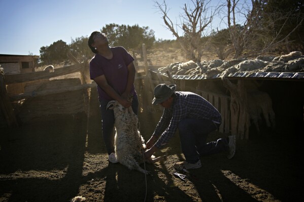 Cody Manson, left, holds a sheep as Jay Begay, right, applies a castration band Friday, Oct. 28, 2022, in the community of Rocky Ridge, Ariz., on the Navajo Nation. Climate change, permitting issues and diminishing interest among younger generations are leading to a singular reality: Navajo raising fewer sheep. (AP Photo/John Locher)