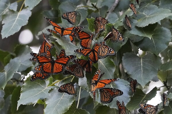 Monarch butterflies from Canada stop to rest in Wendy Park on their way to Mexico, Sept. 12, 2023, in Cleveland. (AP Photo/Sue Ogrocki, File)
