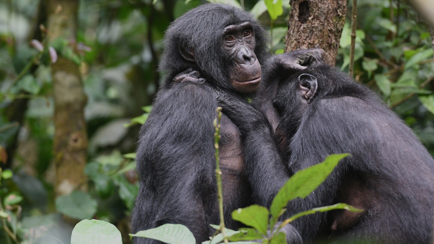Bonobos in Congo Form Girl Groups, за да се отблъснат от мъжка агресия, проучване казва 