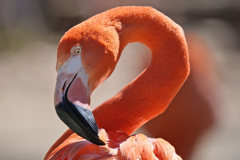 A flamingo tugs at one of its feathers at the Fort Worth Zoo in Fort Worth, Texas, Friday, Feb. 23, 2024. During the last total solar eclipse in 2017, flamingos at a South Carolina zoo huddled protectively around their juveniles. (AP Photo/LM Otero)