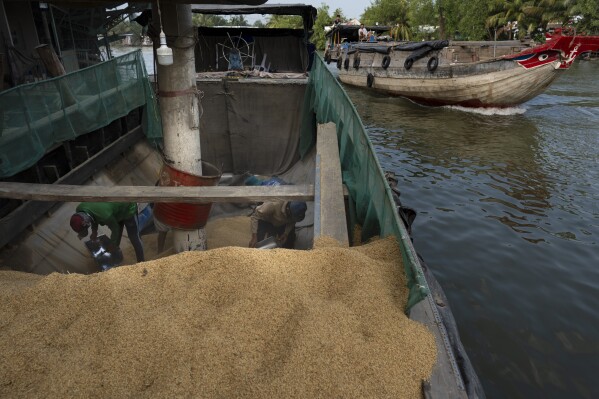Workers scoop paddy rice into the mouth of a vacuum tube on a boat for processing at Hoang Minh Nhat, a rice export company in Can Tho, Vietnam, on Friday, Jan. 26, 2024. The Mekong Delta, where 90% of Vietnam's exported rice is farmed, is one of the world's regions most vulnerable to climate change. (AP Photo/Jae C. Hong)