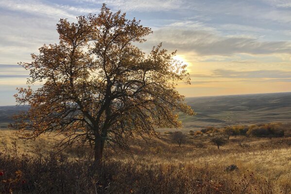 In this Oct. 22, 2019, photo, the sun sets behind an apple tree that could be a "lost" variety known as Walbridge, in the Steptoe Butte area near Colfax, Wash. The tree is one of hundreds currently being studied by two amateur botanists with The Lost Apple Project, who have rediscovered at least 13 long-lost apple varieties in homestead orchards, remote canyons and windswept fields in eastern Washington and northern Idaho that had previously been thought to be extinct. (AP Photo/Gillian Flaccus)