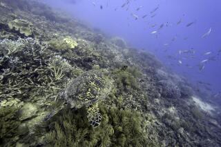 FILE - A sea turtle swims over corals on Moore Reef in Gunggandji Sea Country off the coast of Queensland in eastern Australia on Nov. 13, 2022. The International Seabed Authority on Friday, March 31, 2023 closed two weeks’ worth of negotiations without reaching any agreement or consensus on the issue amid growing calls to pause, ban or place a moratorium on the potential deep-sea mining of minerals used in green technology like electric car batteries. (AP Photo/Sam McNeil, File)