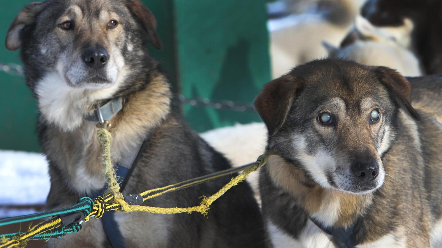 Anjing kereta luncur NH yang buta tumbuh subur dengan bantuan saudara laki-lakinya