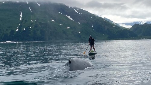 In this photo provided by Brian Williams, a whale approaches his father, Kevin Williams, while he was paddleboarding in Prince William Sound near Whittier, Alaska, on July 13, 2023. Williams survived the close encounter with a humpback whale, not even getting wet during a tense few seconds caught on camera by friends and family as a whale surfaced near him. (Brian Williams