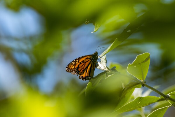 A butterfly sits on a leaf at Monarch Grove Sanctuary in Pacific Grove, Calif., on Nov. 10, 2021. (AP Photo/Nic Coury, File)