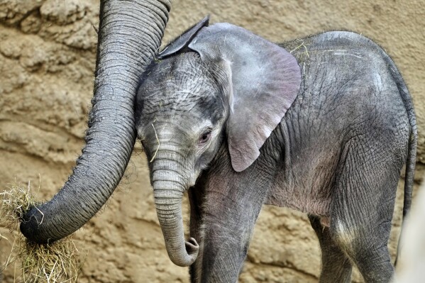 Two-week-old African elephant Kaja stands next to its mother in the Opel Zoo in Kronberg near Frankfurt, Germany, Thursday, June 12, 2025. (AP Photo/Michael Probst)
