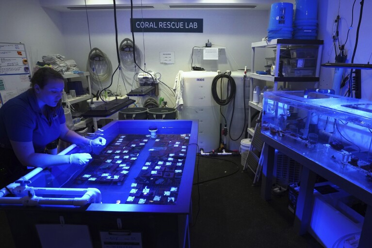 Brooke Zurita, a senior biologist with Moody Gardens, cleans coral samples at the Coral Rescue Laboratory in Galveston, Texas, Monday, September 10, 2019. November 18, 2023. (AP Photo/LM Otero)