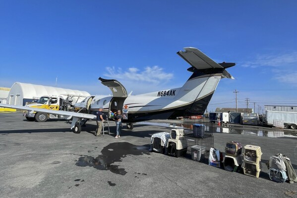 This photo provided by Veterinarians Without Borders shows two volunteers from U.S.-based Wings of Rescue in Yellowknife load 17 animals to be reunited or relocated safely outside the fire zone, Monday, Aug. 21, 2023, in Yellowknife, Canada. Many people who took buses or planes to evacuate the area affected by the wildfires in the area could not bring their pets with them and were forced to leave the animals behind. Working with staff around Canada at Veterinarians Without Borders, the Society for the Prevention of Cruelty to Animals; local officials; Dr. Michelle Tuma, a veterinarian in the Northern Territories capital of Yellowknife; and others have been busy helping to save, transport and care for pets as firefighters battle to keep the flames at bay. (Michelle Tuma/Veterinarians Without Borders via AP)