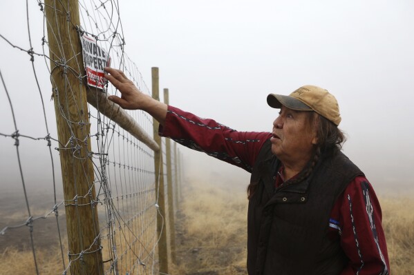 Dixon Terbasket, a syilx Okanagan wildlife technician with the Okanagan Nation Alliance from the Lower Similkameen Indian Band, examines a fenced-off cherry orchard expansion site near Kelowna, British Columbia, on Dec. 6, 2023. Terbasket and other conservation experts are concerned that the cherry orchard's expansion is impacting the mobility of animals that use a nearby wildlife corridor that is under threat from urban sprawl and other development. (Aaron Hemens/IndigiNews via AP)