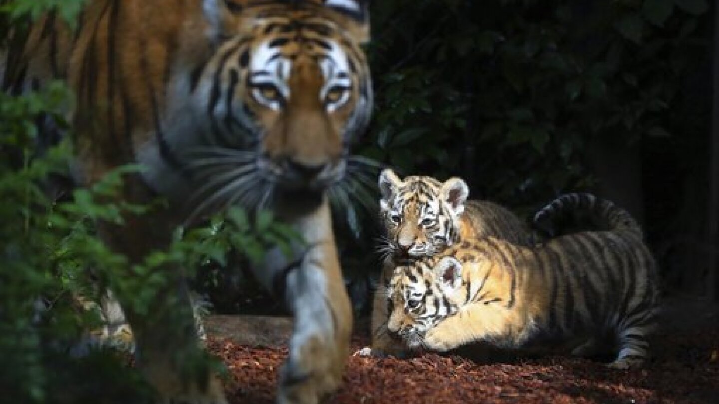 Rare Amur Tigers Born at Minnesota Zoo on Mother's Day