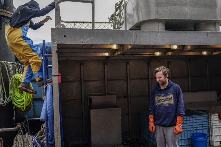 Sam Stern, right, a deckhand on the Big Blue, watches as cannery crew remove salmon from the ship's storage area for processing, Sunday, June 25, 2023, in Kodiak, Alaska. (AP Photo/Joshua A. Bickel)