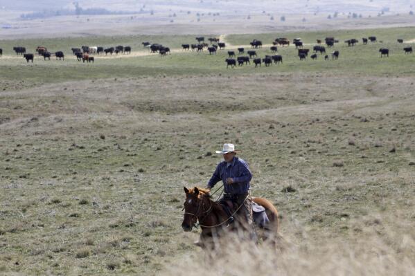 FILE - Cattle rancher Joe Whitesell rides his horse in a field near Dufur, Ore., as he helps a friend herd cattle on March 20, 2020. Oregon's reputation for political harmony is being tested as a Republican walkout in the state Senate continues for a third week. The boycott could derail hundreds of bills and approval of a biennial state budget, as Republicans and Democrats refuse to budge on their conflicting positions over issues including abortion rights, transgender health and guns. (AP Photo/Gillian Flaccus, File)