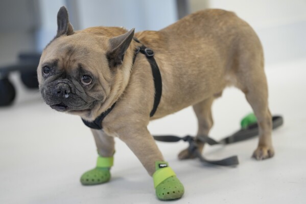 Harrison, a French bulldog, is seen in the surgery prep area at the Schwarzman Animal Medical Center, Friday, March 8, 2024, in New York. Harrision is a familiar sight having previously been cared for by the hospital's surgery, neurology, internal medicine and dental teams. (AP Photo/Mary Altaffer)