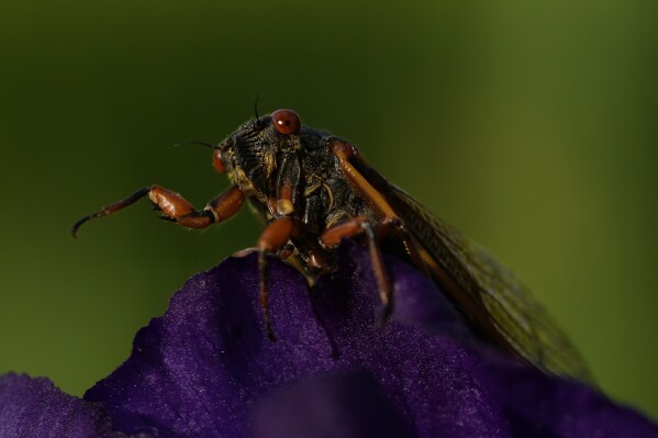 An adult periodical cicada waves its legs as it climbs over an iris in the afternoon sun on Friday, May 17, 2024, in Charleston, Ill. (AP Photo/Carolyn Kaster)