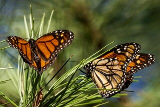 FILE - Monarch butterflies land on branches at Monarch Grove Sanctuary in Pacific Grove, Calif., on Nov. 10, 2021. The number of western monarch butterflies overwintering in California dropped 30% from the previous year likely due to a wet winter. Researchers with the Xerces Society, a nonprofit environmental organization, said Tuesday, Jan. 30, 2024, that volunteers who visited sites in California and Arizona around Thanksgiving tallied more than 230,000 butterflies, compared to 330,00 in 2022. (AP Photo/Nic Coury, File)