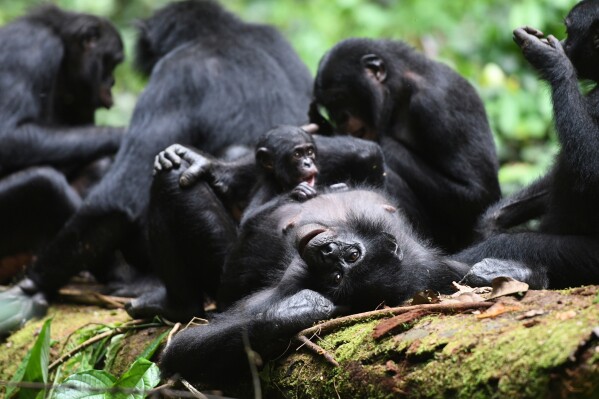 Bonobos in Congo shape lady teams to fend off male aggression, learn about says