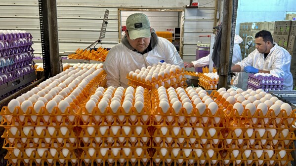 A worker moves crates of eggs at the Sunrise Farms processing plant in Petaluma, Calif., on Thursday, Jan. 11, 2024, which has seen an outbreak of avian flu in recent weeks. (AP Photo/Terry Chea)