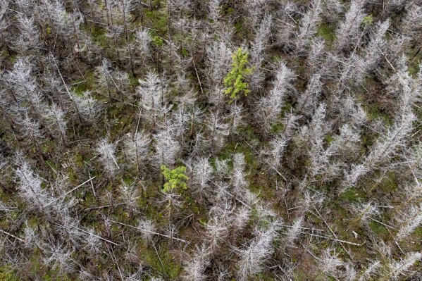 Árvores mortas estão nas florestas estaduais da Baixa Saxônia, nas montanhas Harz, perto de Clausthal-Zellerfeld, Alemanha, sexta-feira, 28 de julho de 2023. (AP Photo/Matthias Schrader)