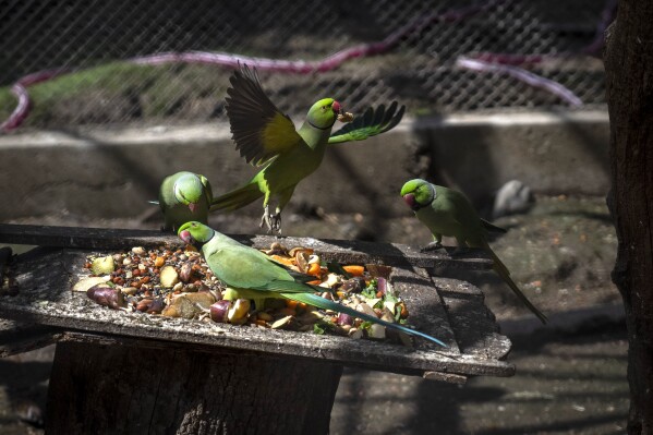 Parakeet birds have food at the Central Zoo in Lalitpur, Nepal, Feb. 23, 2024. The only zoo in Nepal is home to more than 1,100 animals of 114 species, including the Bengal Tiger, Snow Leopard, Red Panda, One-Horned Rhino and the Asian Elephant. (AP Photo/Niranjan Shrestha)