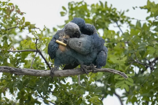 Spix's macaws perform their mating rituals on tree branches in a breeding facility project in their native habitat in a rural area of Curaca, Bahia state, Brazil, Monday, March 11, 2024. There are approximately 360 critically endangered Spix's macaws in captivity worldwide and very few are living in the wild in Brazil. (AP Photo/Andre Penner)