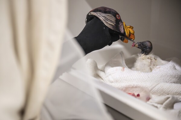 A king vulture feeds with the help of vulture puppet, March 2025, at the Bronx Zoo in the Bronx borough of New York. (Terria Clay/Wildlife Conservation Society via AP)