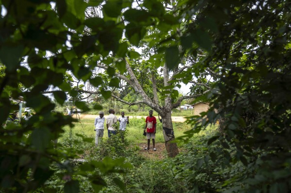 People inspect an avocado tree which they say has dried out due to the pollution caused by oil drilling near their village of Tshiende, Moanda, Democratic Republic of the Congo, Saturday, Dec. 23, 2023. (AP Photo/Mosa'ab Elshamy)