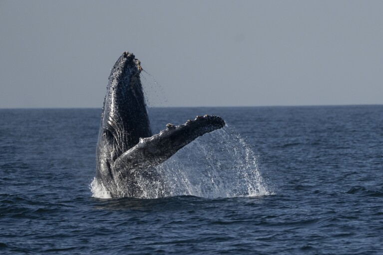 A humpback whale breaches off the coast of Niteroi, Rio de Janeiro state, Brazil, Thursday, June 20, 2024. The whale-watching season has begun for tourists taking part in expeditions to get close to the humpback whales coming from Antarctica in search of warm waters to breed and have their babies. (AP Photo/Silvia Izquierdo)