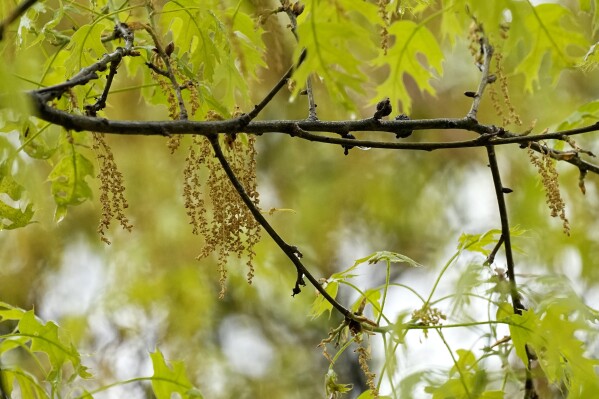 FILE - An oak tree with new leaf growth also shows pollen and a drop of water hanging among the branches at a park in Richardson, Texas, Thursday, March 21, 2024. There are three main types of pollen. Earlier in the spring, tree pollen is the main culprit. After that grasses pollinate, followed by weeds in the late summer and early fall. (AP Photo/Tony Gutierrez, File)