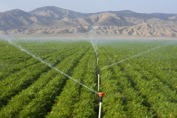File - Carrot fields are irrigated, Wednesday, Sept. 20, 2023, in New Cuyama, Calif. On Wednesday, the Labor Department releases producer prices data for September. (AP Photo/Marcio Jose Sanchez, File)