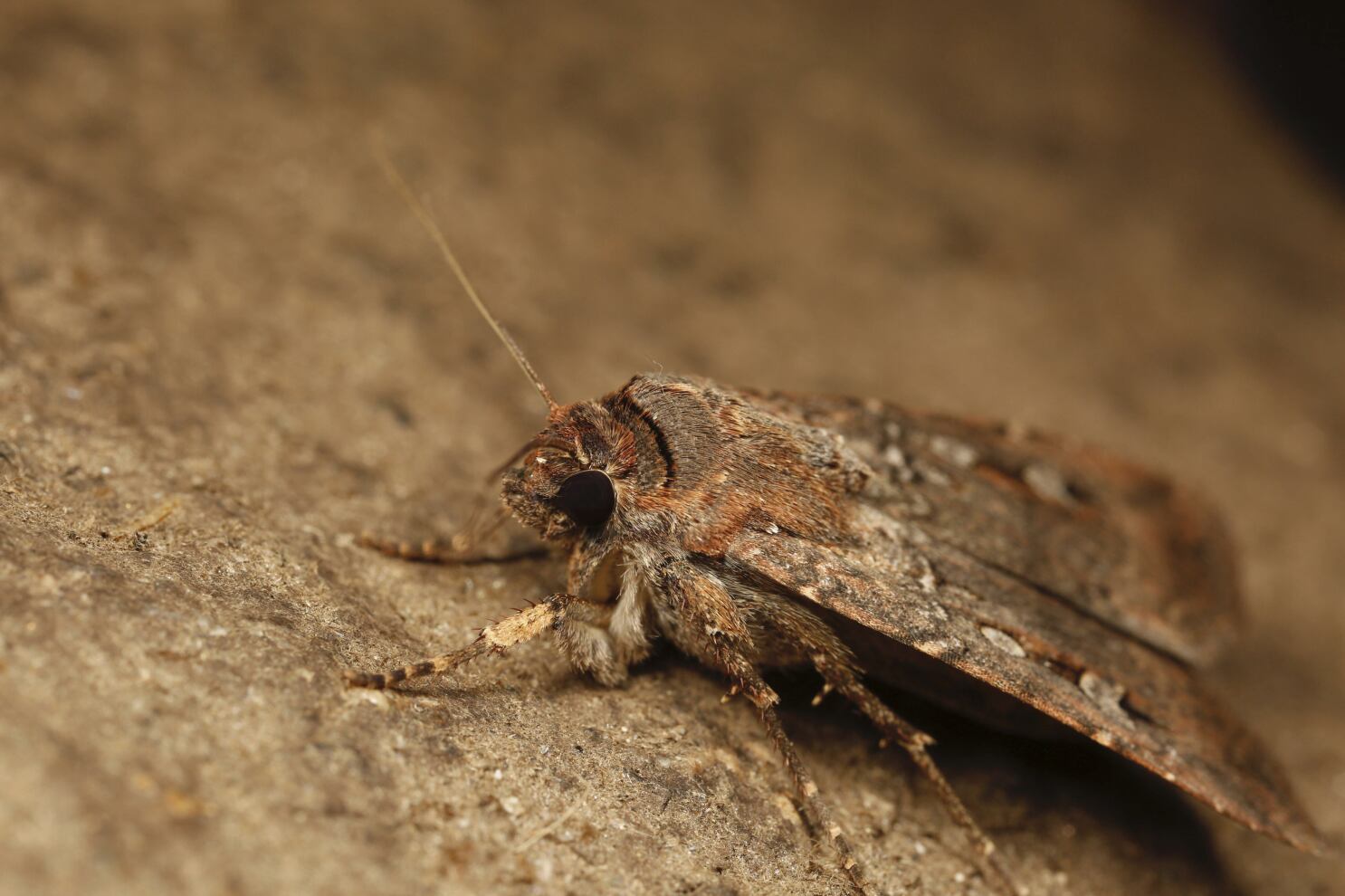 The Bogong moth follows the stars to fly hundreds of miles