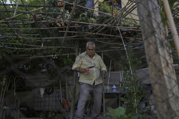 A man harvests loquats from a tree in his garden in Quraye, near the southern port city of Sidon, Lebanon, Friday, April 18, 2025. (AP Photo/Hassan Ammar)