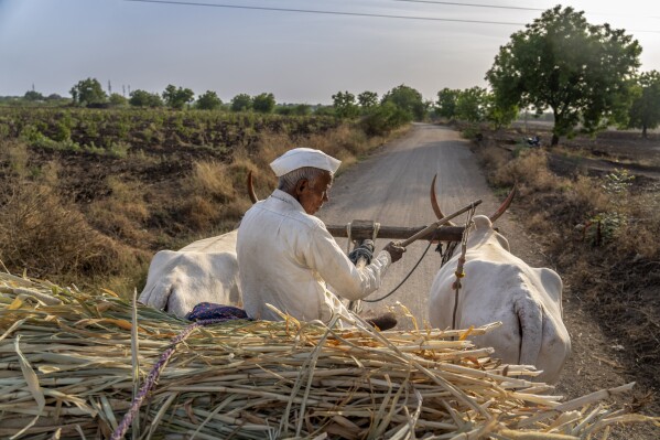 A farmer rides his bullock cart toward his home in Dhondrai village, Beed district, India, Saturday, May 4, 2024. India's 120 million farmers share fast-shrinking water resources as groundwater is pumped out faster than rain can replenish it. (AP Photo/Rafiq Maqbool)