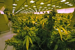 FILE - Marijuana plants are close to harvest in a grow room at the Greenleaf Medical Cannabis facility in Richmond, Va., on June 17, 2021. As the Virginia General Assembly reaches the halfway point of this year’s session, one of the year’s most complicated issues — possible changes to the state’s new law legalizing recreational marijuana — has stalled in the GOP-controlled House. (AP Photo/Steve Helber, File)