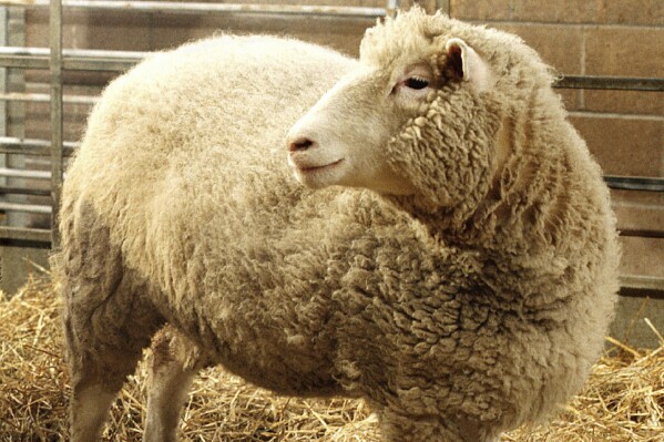 FILE - Dolly, the first cloned sheep produced through nuclear transfer from differentiated adult sheep cells, is seen in its pen at the Roslin Institute in Edinburgh, Scotland, in early December, 1997. The British scientist who led the team that cloned Dolly the Sheep in 1996, Ian Wilmut, has died at age 79. Wilmut set off a global discussion about the ethics of cloning when he announced that his team at Roslin had cloned Dolly using the nucleus of a cell from an adult sheep. (ĢӰԺ Photo/John Chadwick, File)