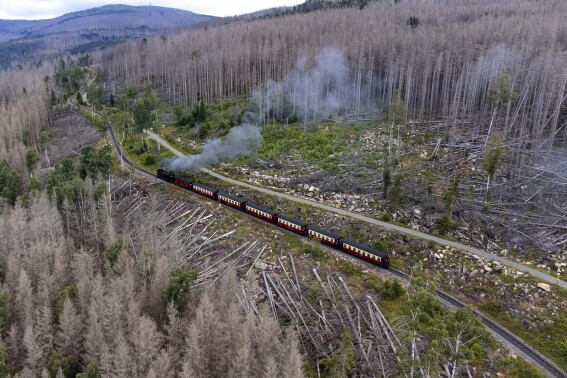 A steam train travels through the Harz mountains where the trees are destroyed by the bark beetle and drought, near Schierke, Germany, Wednesday, July 26, 2023. (AP Photo/Matthias Schrader)